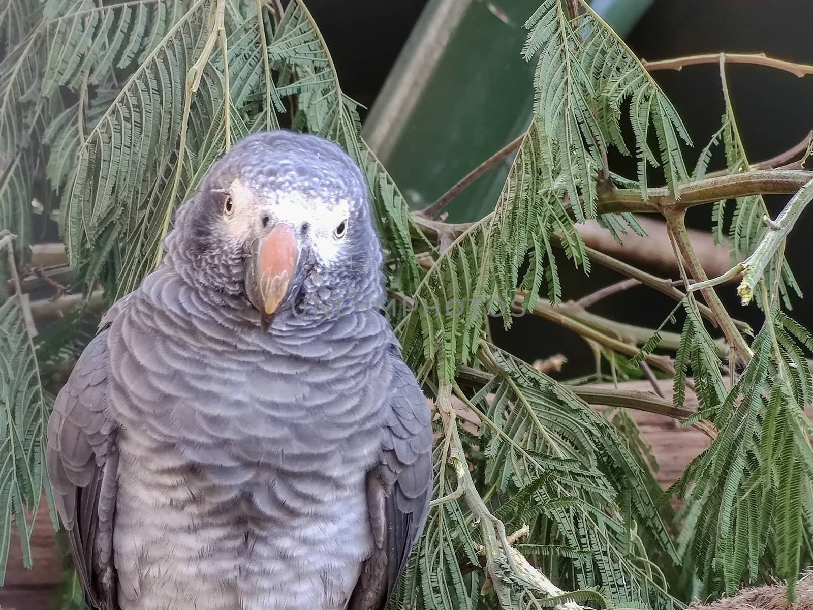 a beautiful bird sitting alone in a cage by devoxer