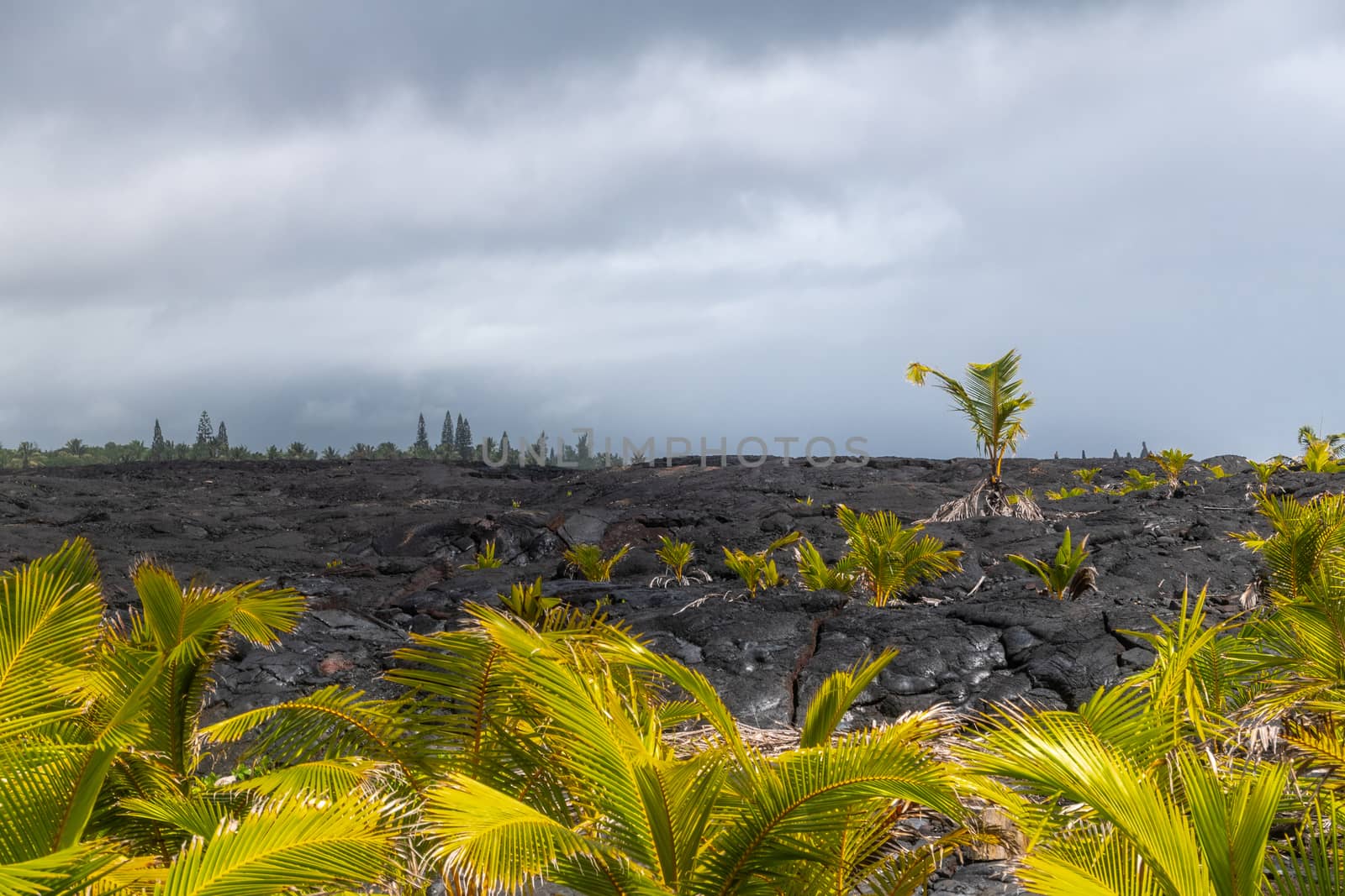 Kaimu Beach, Hawaii, USA. - January 14, 2020: Young palm trees on top of Hardened black Lava field off Kilauea volcano eruption of 1990 under gray rainy cloudscape.