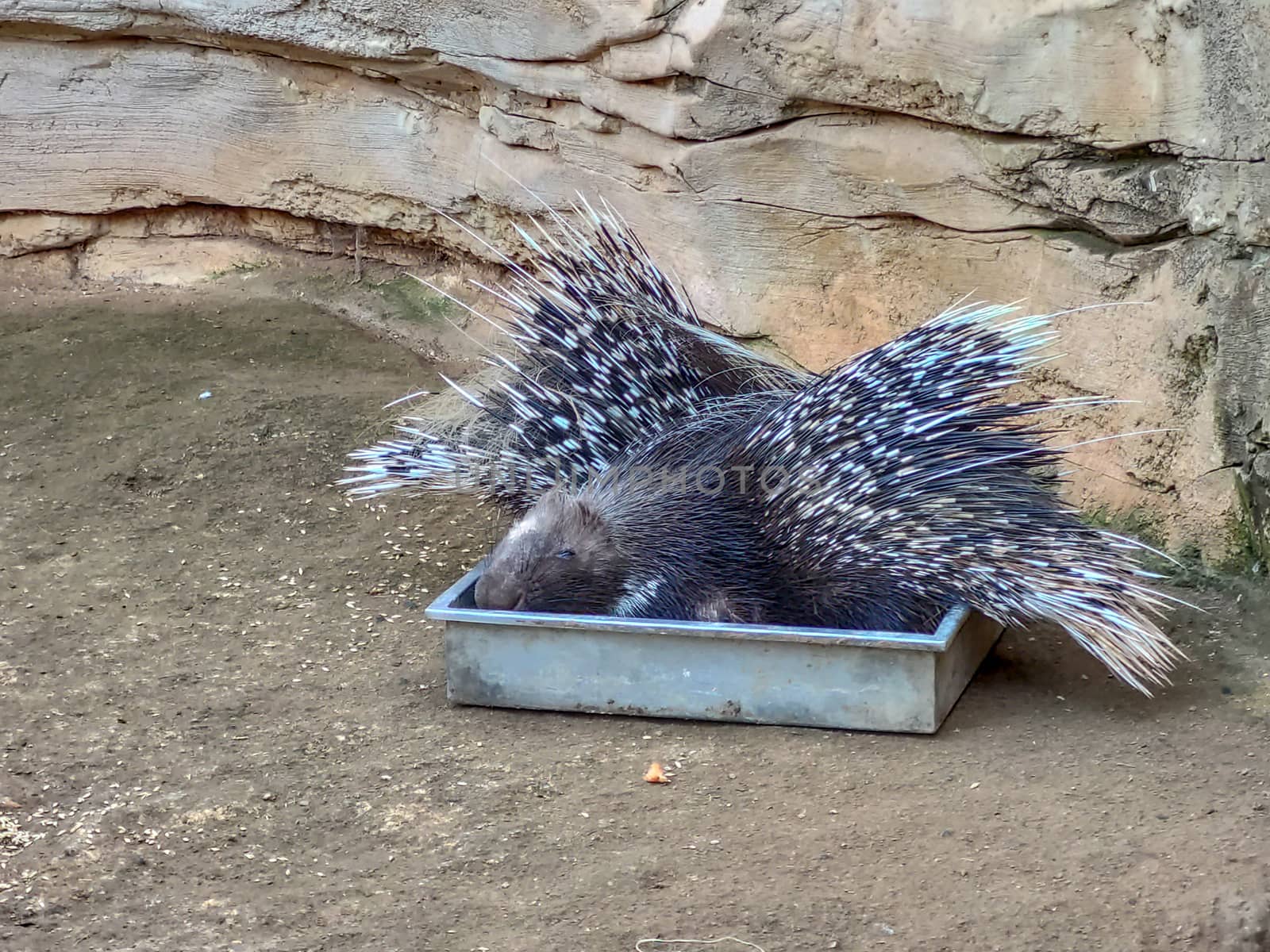 A group of pocupines eating together