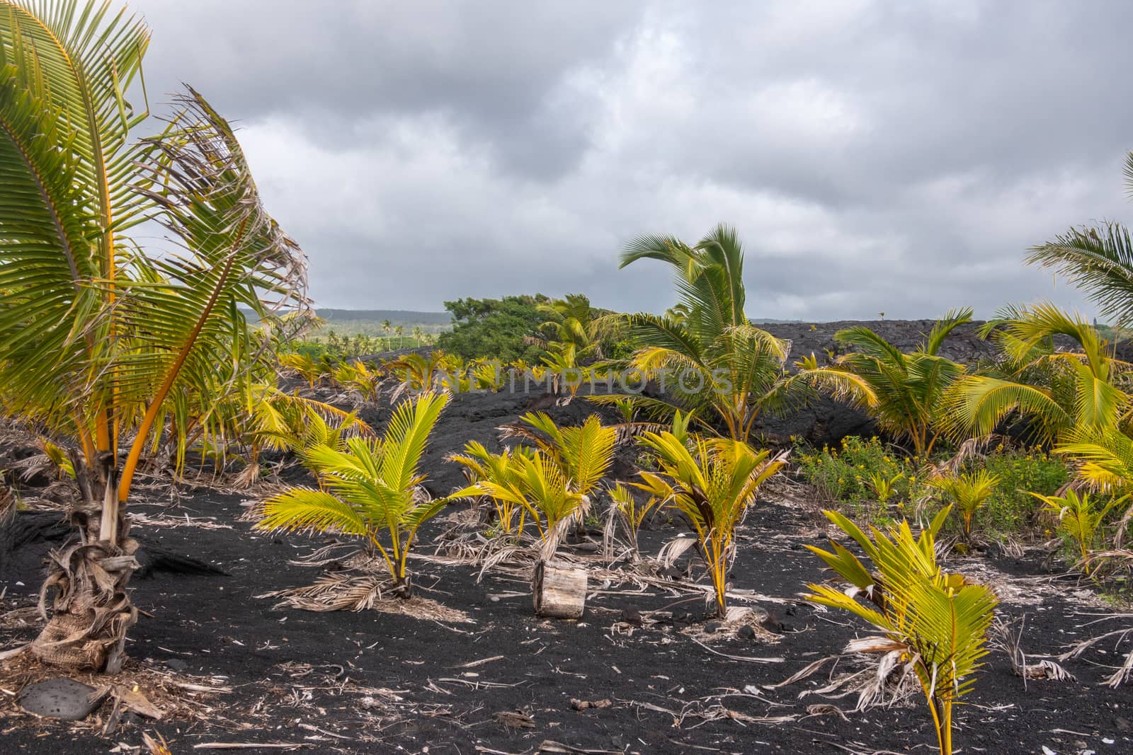 Kaimu Beach, Hawaii, USA. - January 14, 2020: Closeup of Young palm trees on top of Hardened black Lava field off Kilauea volcano eruption of 1990 under gray rainy cloudscape.