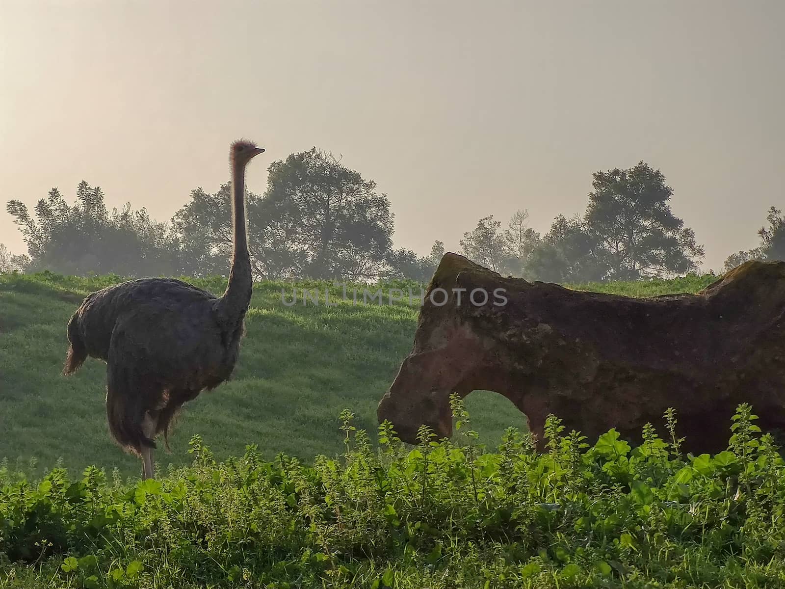 a beautiful ostrich in the zoo by devoxer