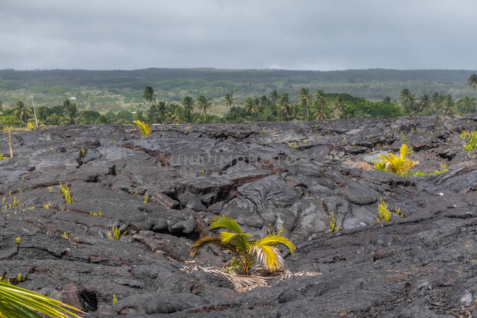 Kaimu Beach, Hawaii, USA. - January 14, 2020: Hardened black Lava field off Kilauea volcano eruption of 1990 with saved green forest on horizon under gray rainy cloudscape. Some green vegetation on lava.