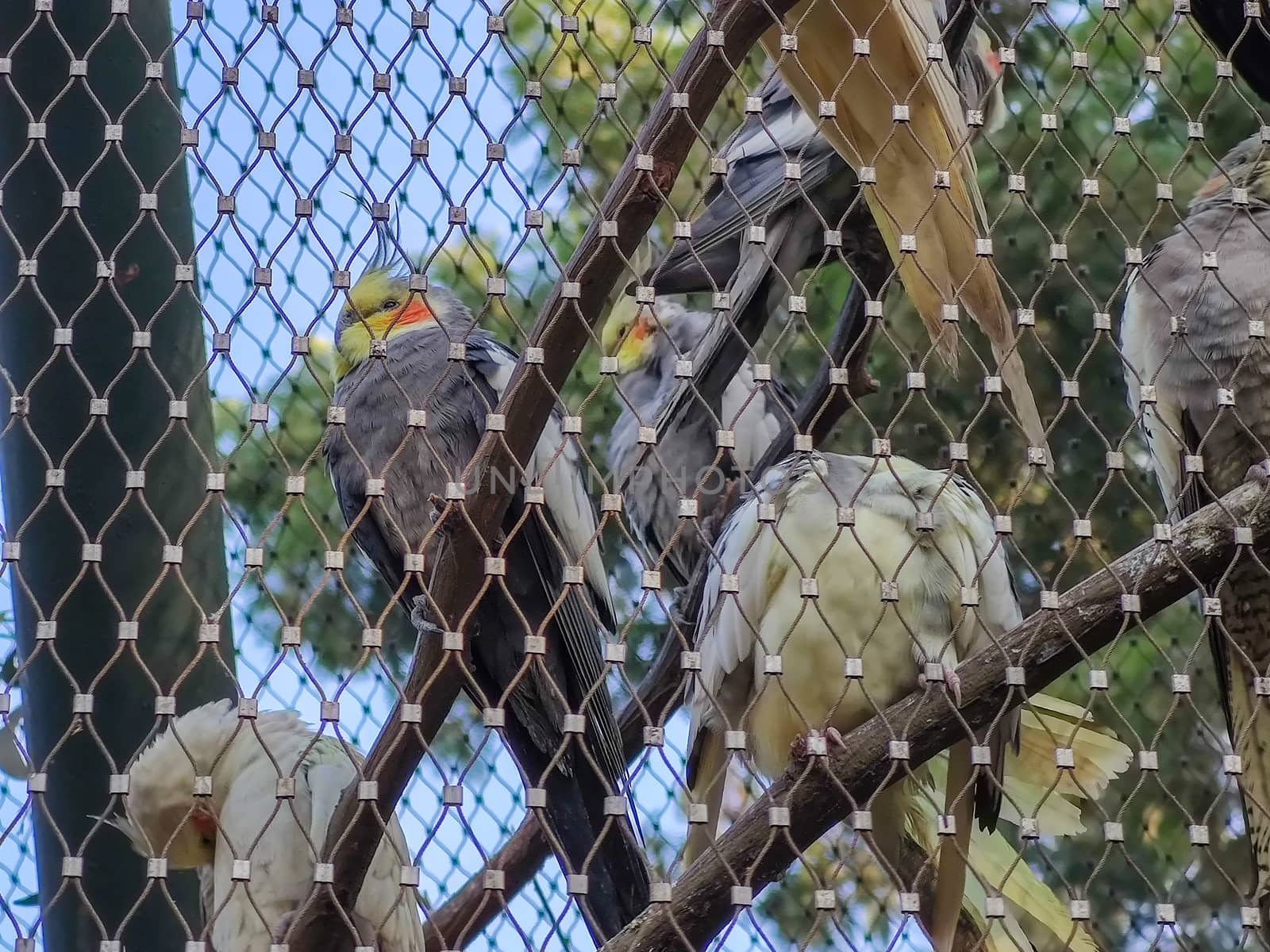 a group of wonderful birds sitting in a cage by devoxer