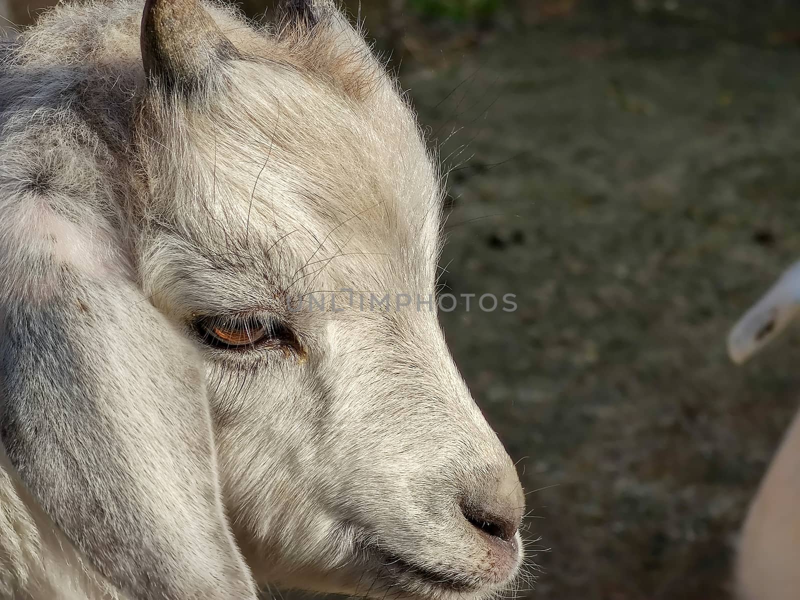 a small white goat with two horns in the fold