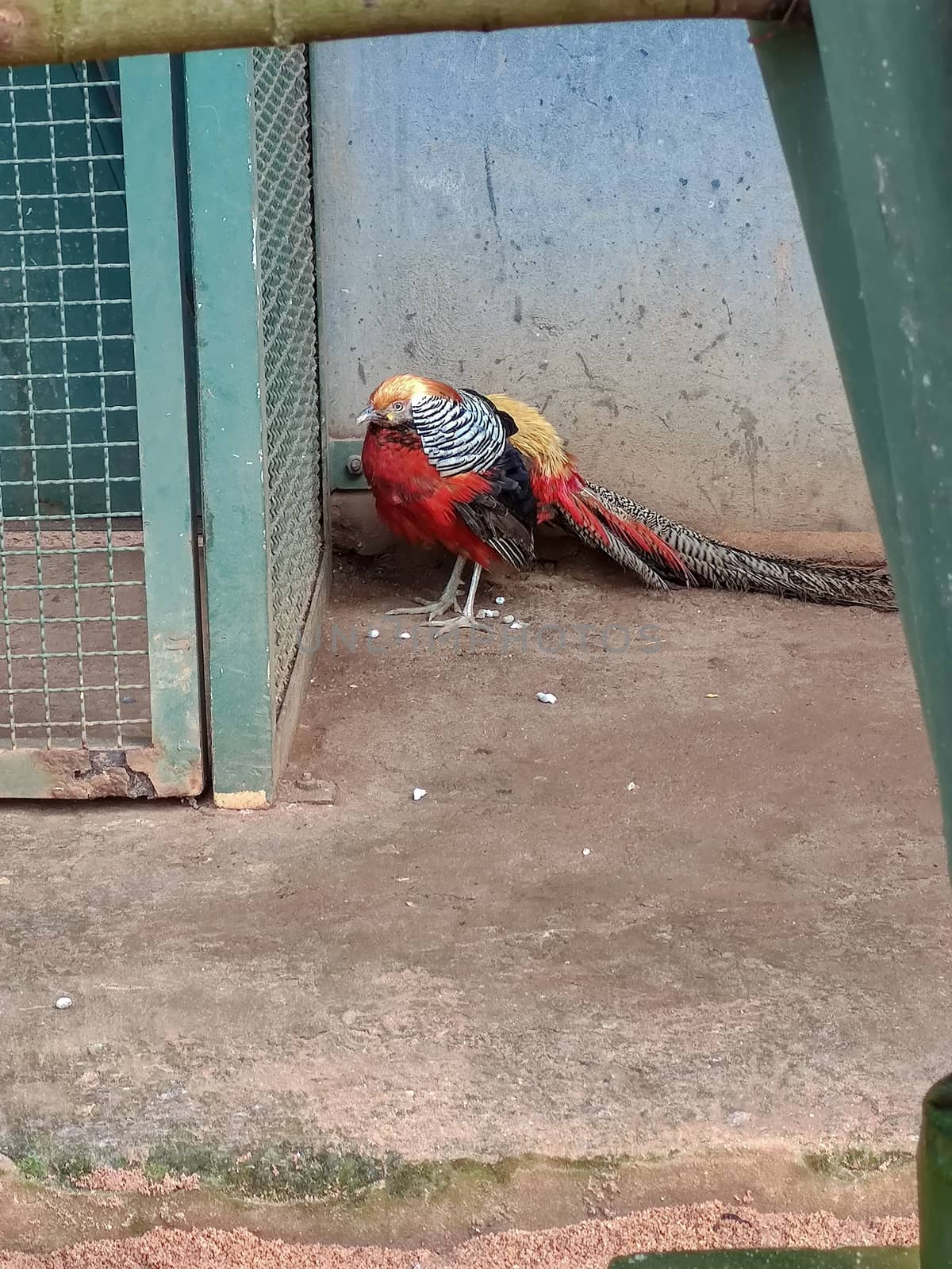 wonderful bird sitting in a cage by devoxer