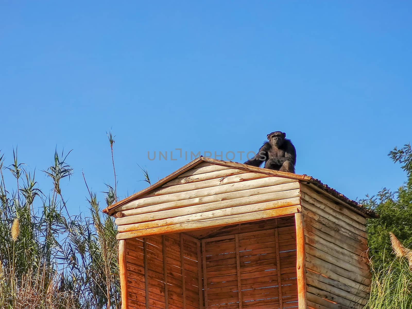 a black monkey sitting high by devoxer