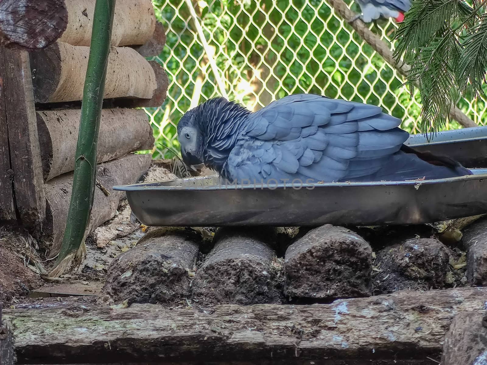 a grey bird sitting in its cage