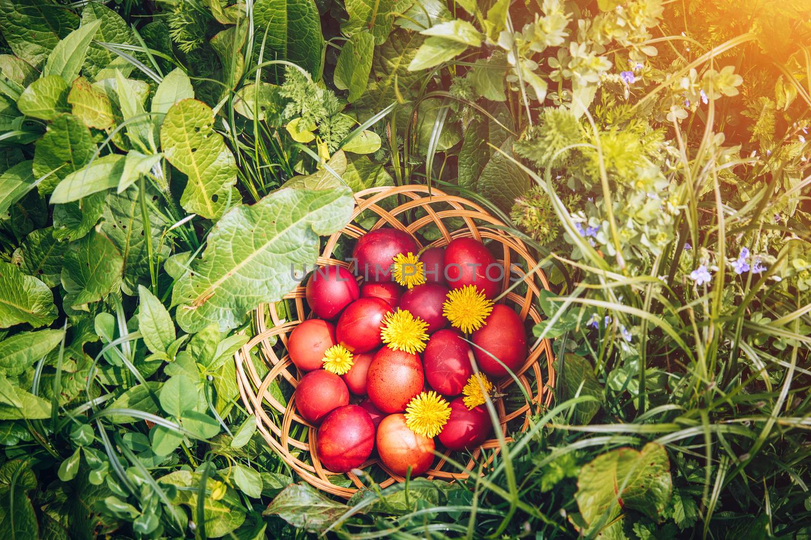 Red easter eggs on the grass with flowers and blowballs, naturally colored easter eggs with onion husks. Happy Easter, Christian religious holiday.