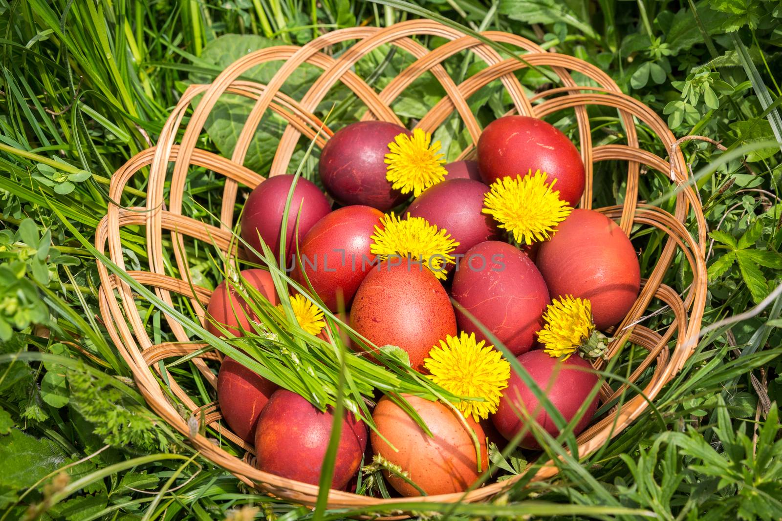 Red easter eggs on the grass with flowers and blowballs, naturally colored easter eggs with onion husks. Happy Easter, Christian religious holiday.