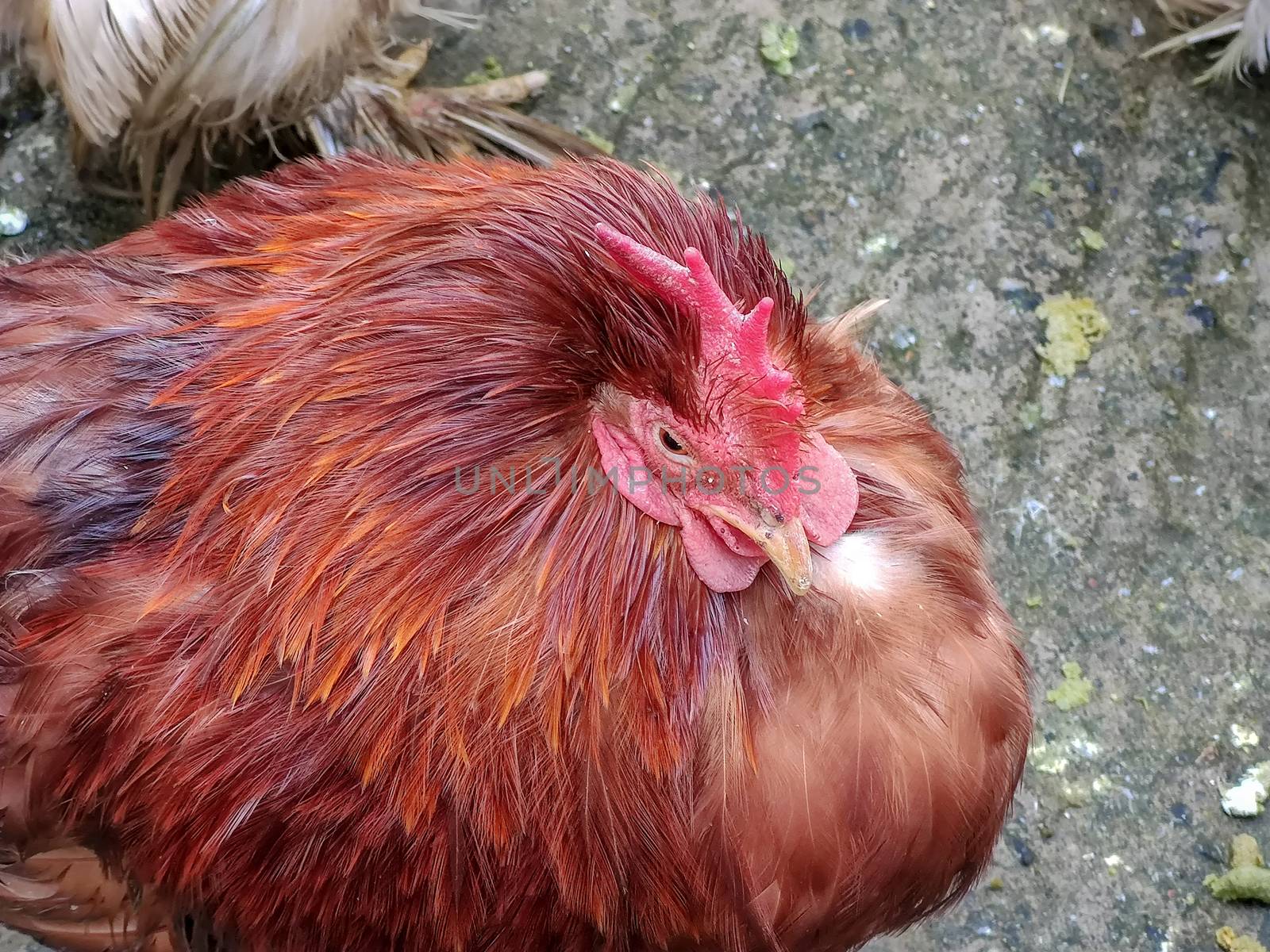 brown rooster is sitting alone