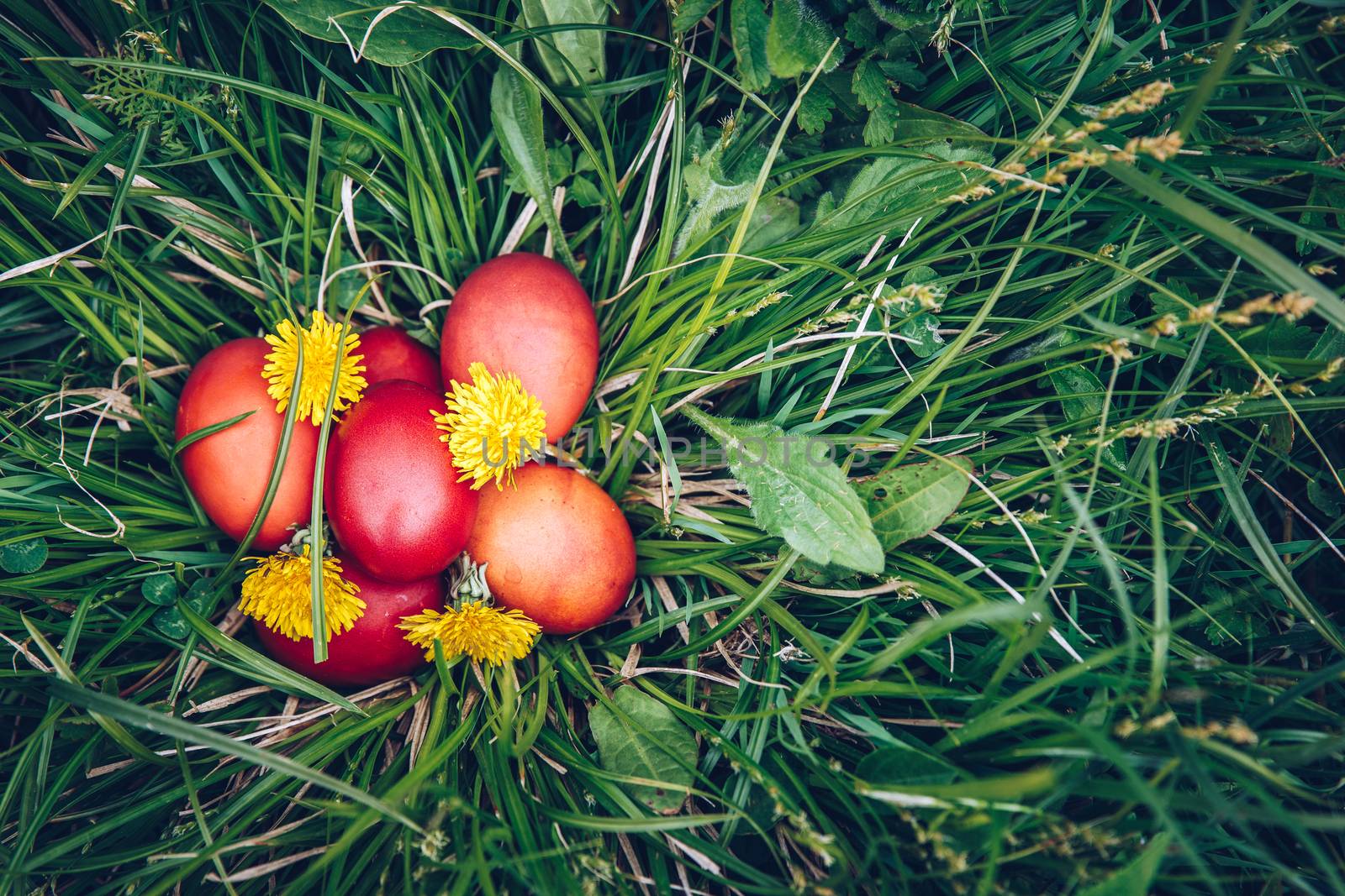 Red easter eggs on the grass with flowers and blowballs, naturally colored easter eggs with onion husks. Happy Easter, Christian religious holiday.