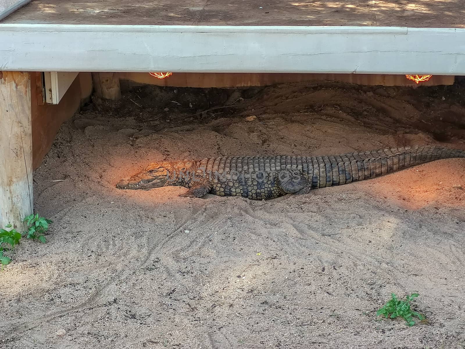 a medium crocodile sleeping in its hole
