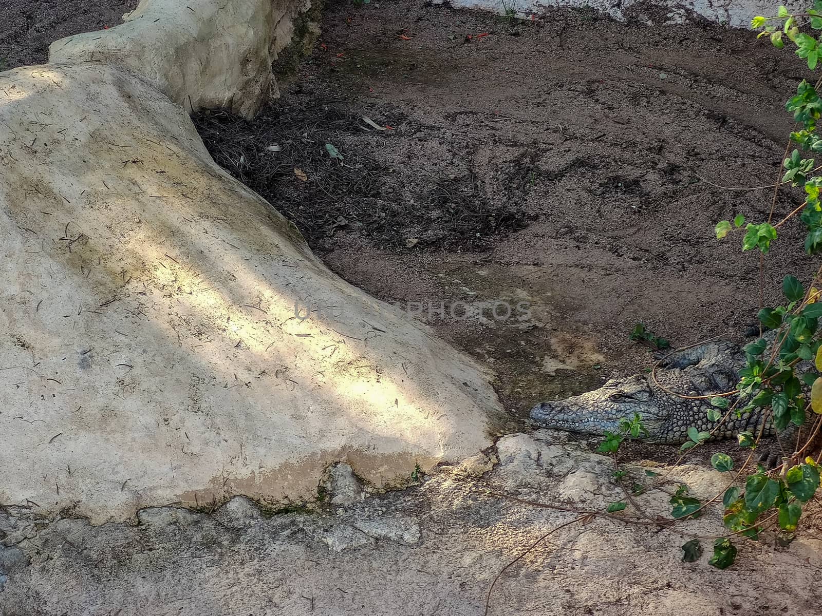 a crocodile is hiding in the zoo by devoxer
