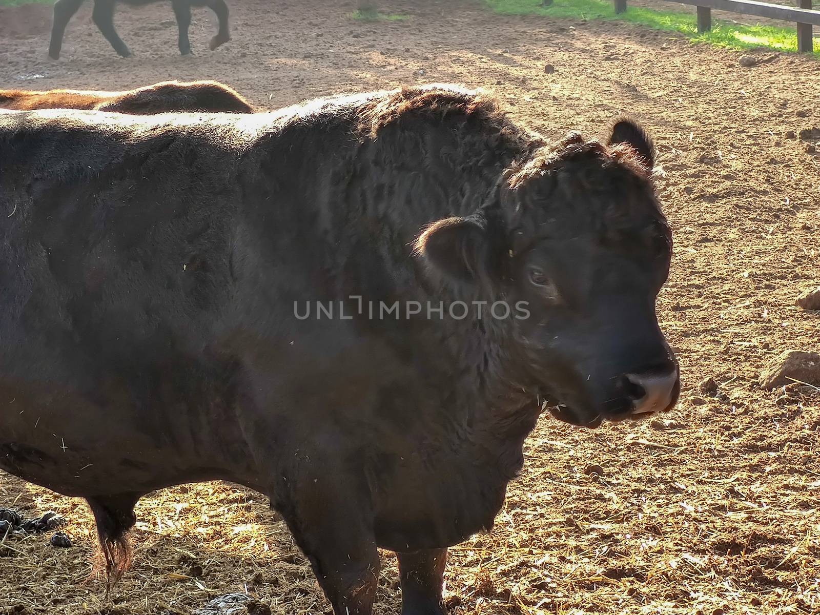 a black african buffalo in the zoo by devoxer