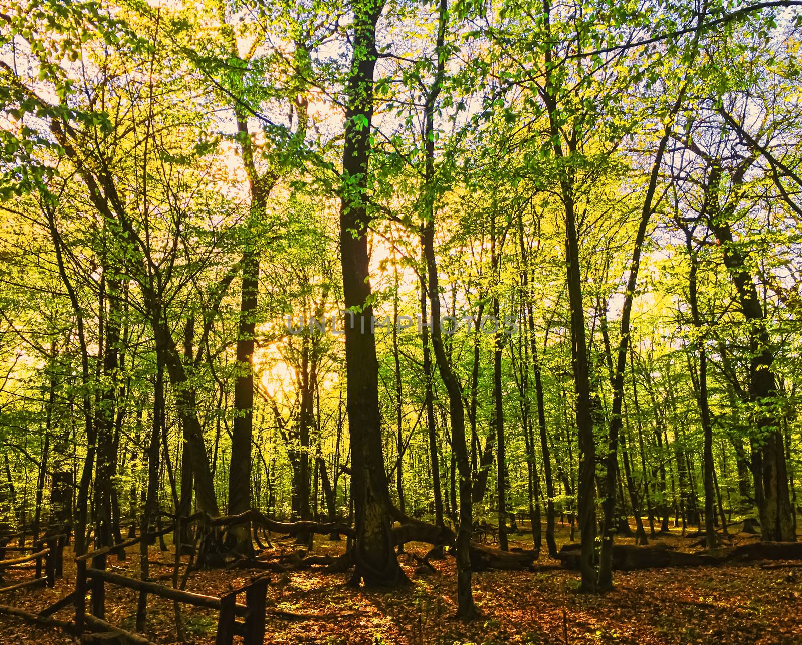 Spring forest landscape at sunset or sunrise by Anneleven