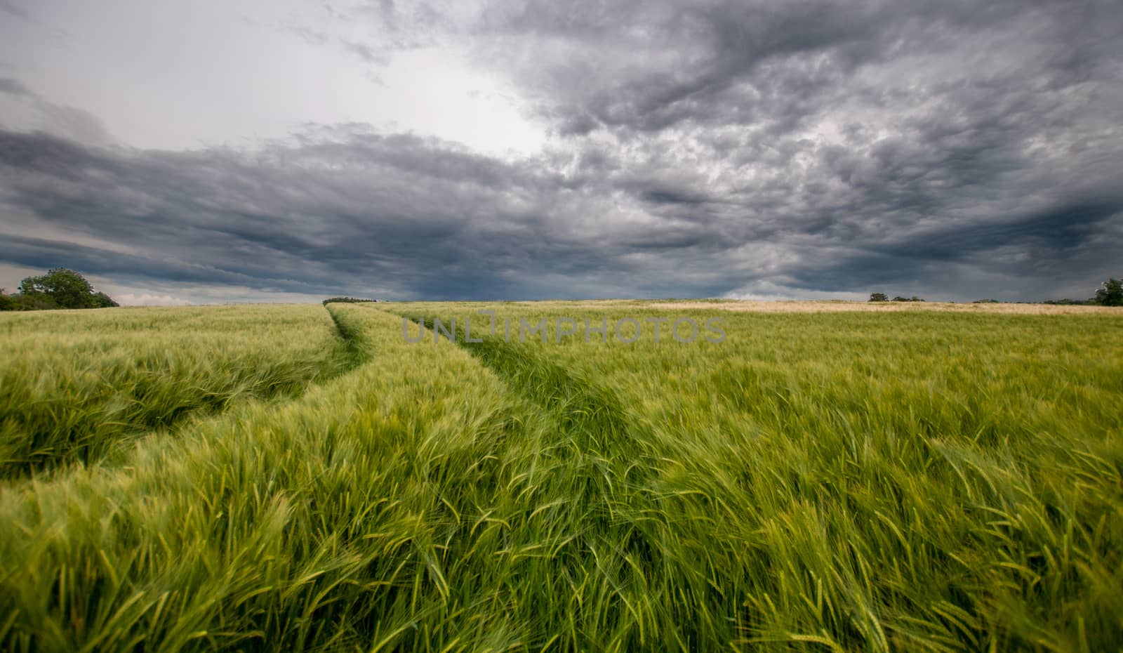 green barley blowing in the wind by sirspread