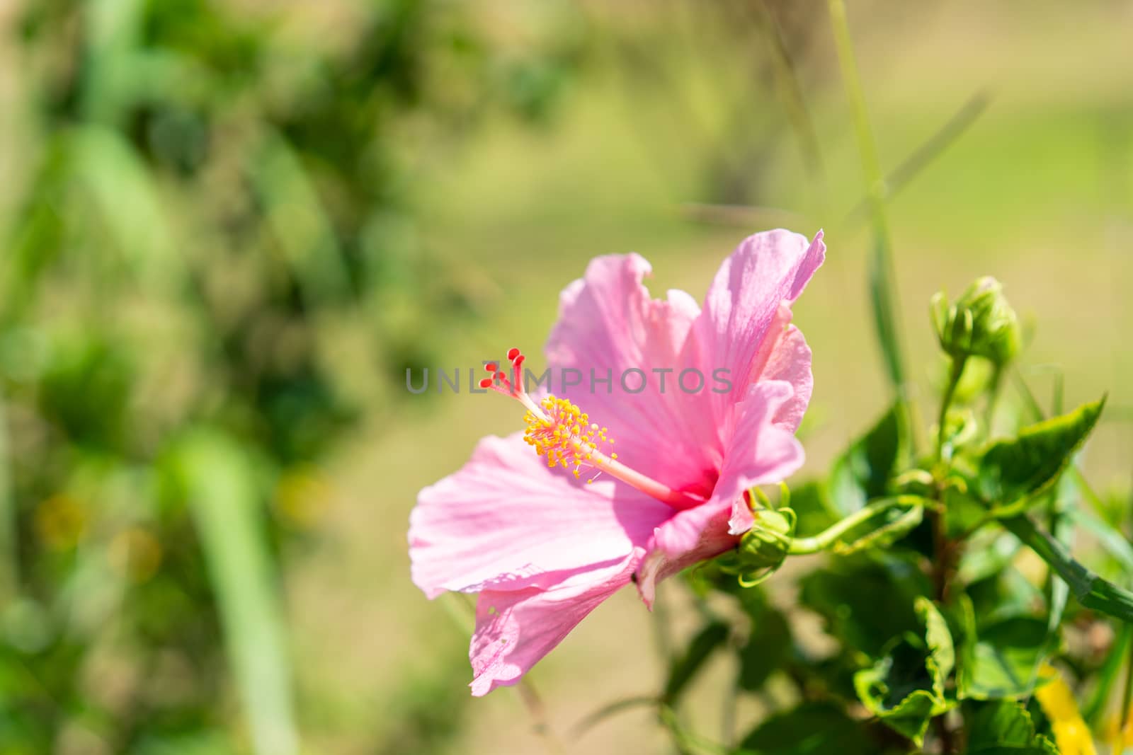 Close up of Chaba (hibiscus) flower in blooming with leaf in the by domonite