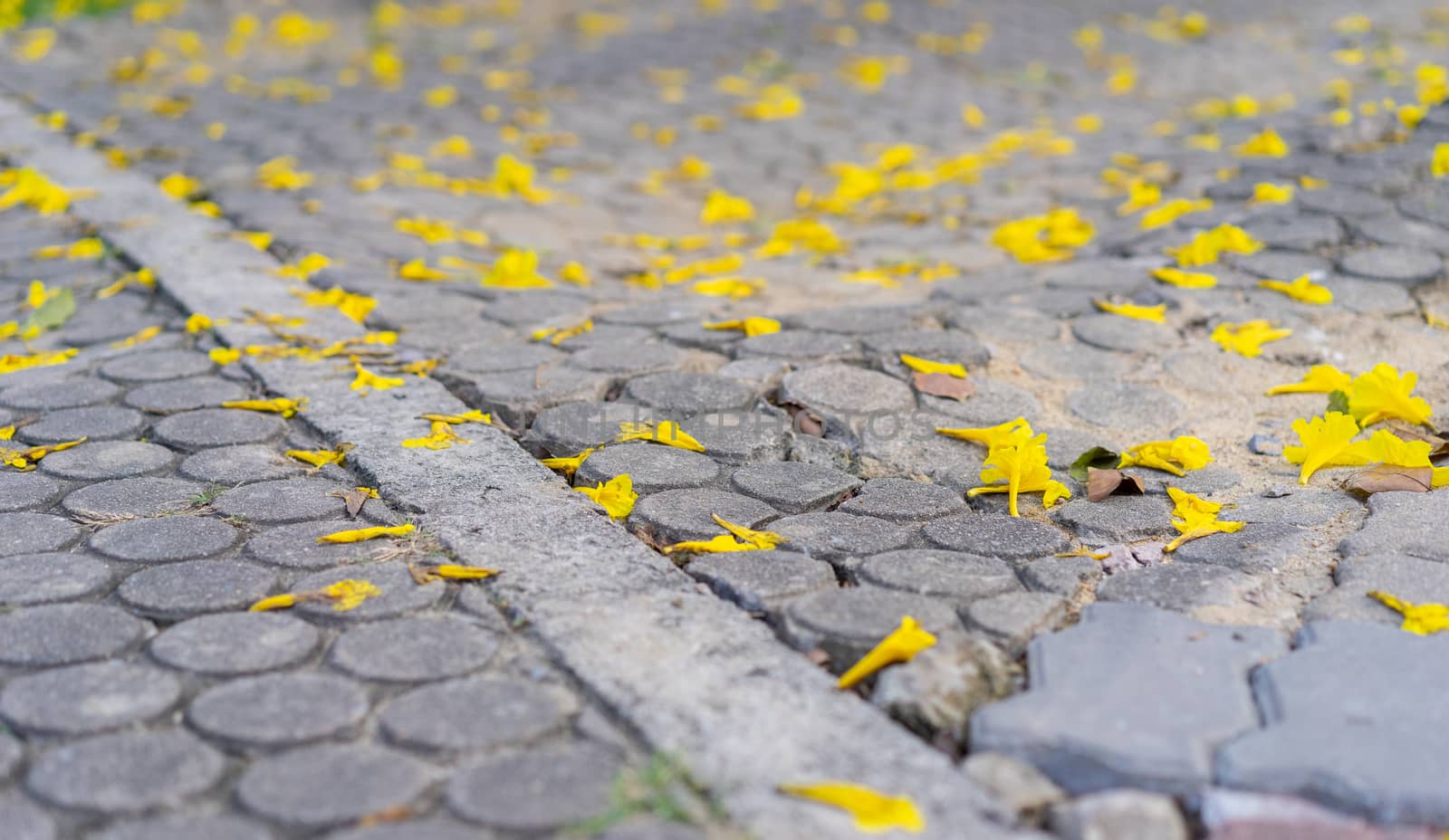 yellow flowers on the floor background by domonite