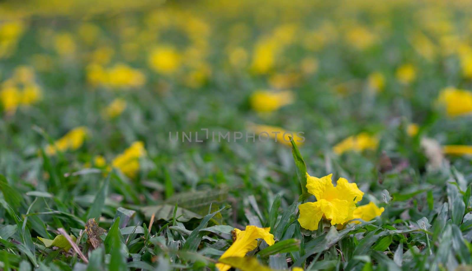 yellow flowers on the floor background