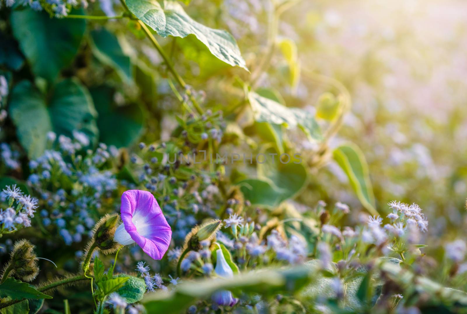 close up of purple blueish morning glory flower with sunlight in the morning