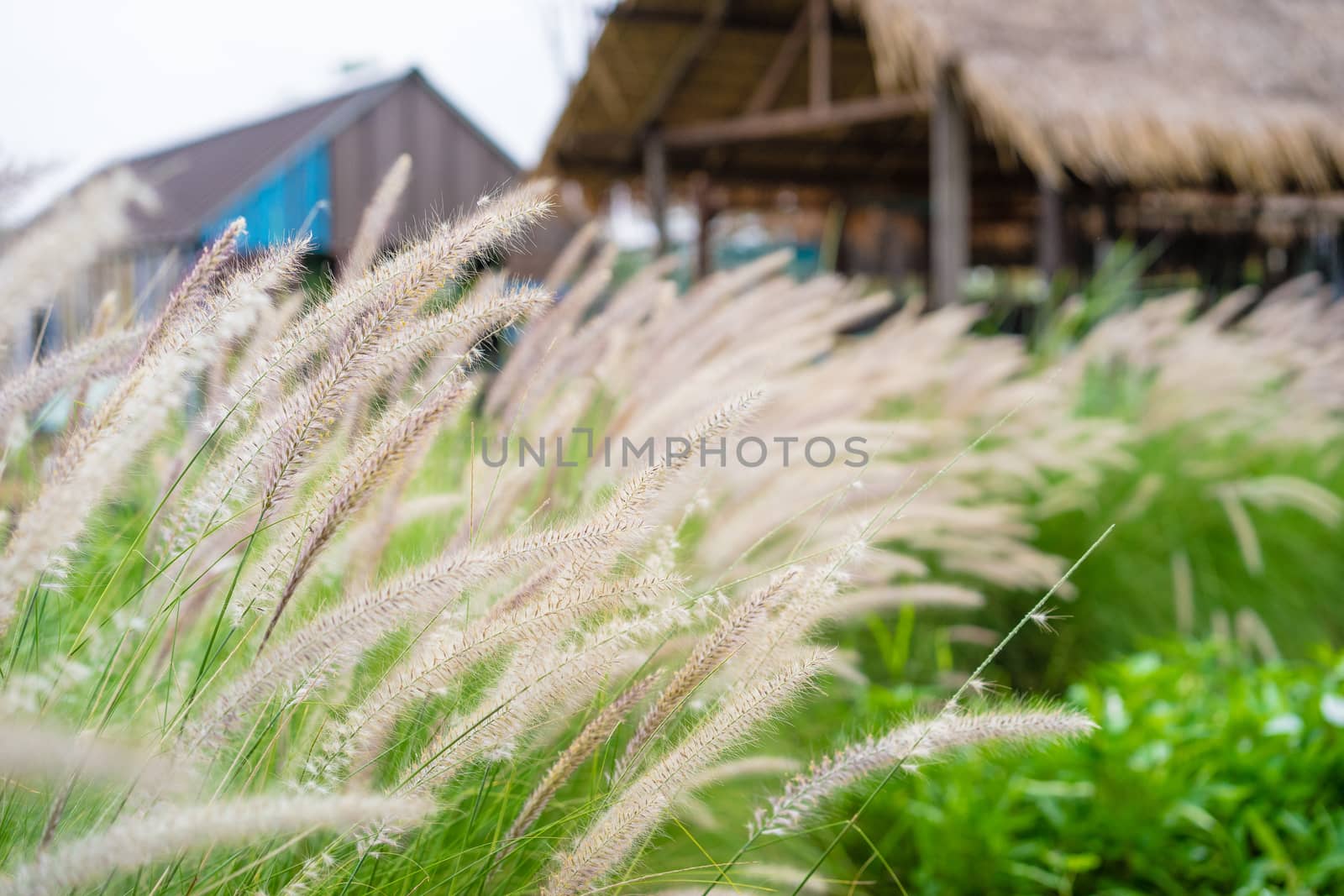 Fountain grass in front of the vintage house by domonite