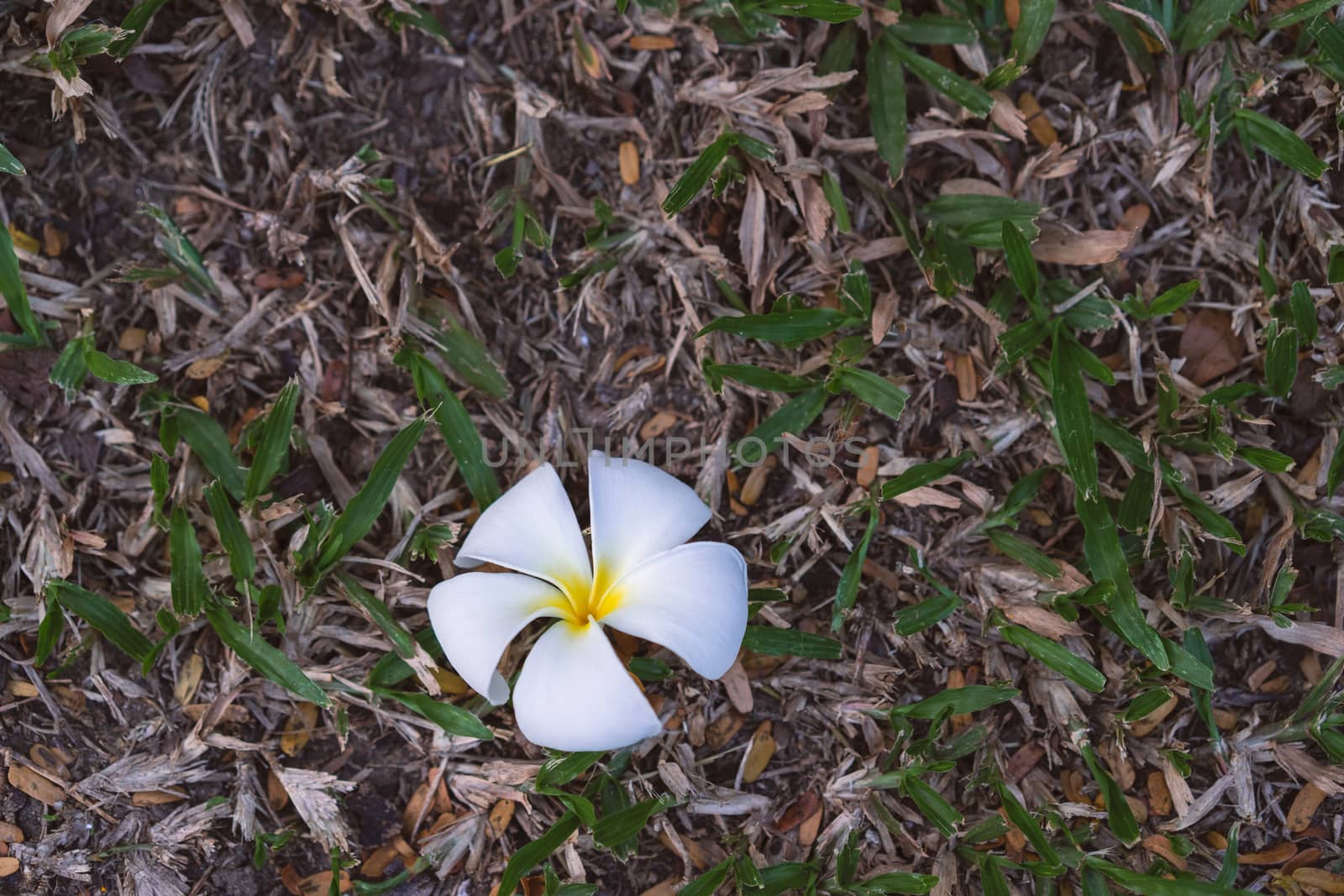 Close up of white plumeria flower on the floor by domonite