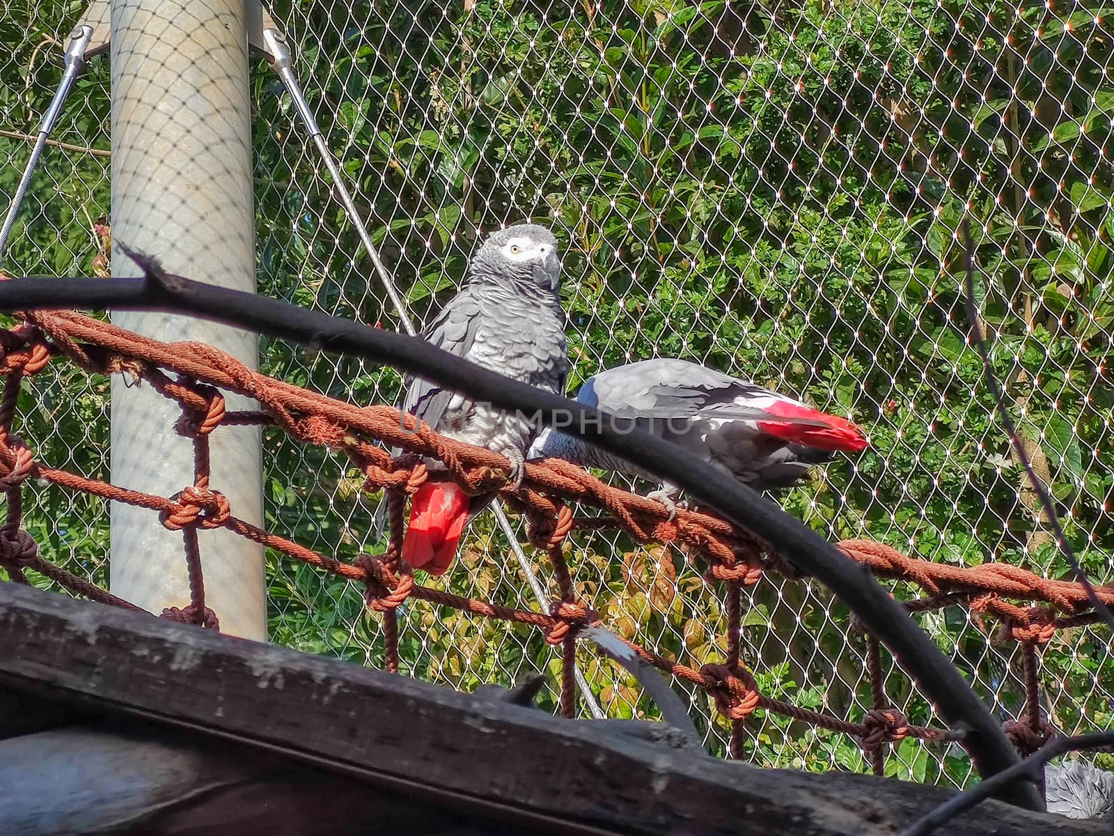 a group of wonderful birds sitting in the cage by devoxer