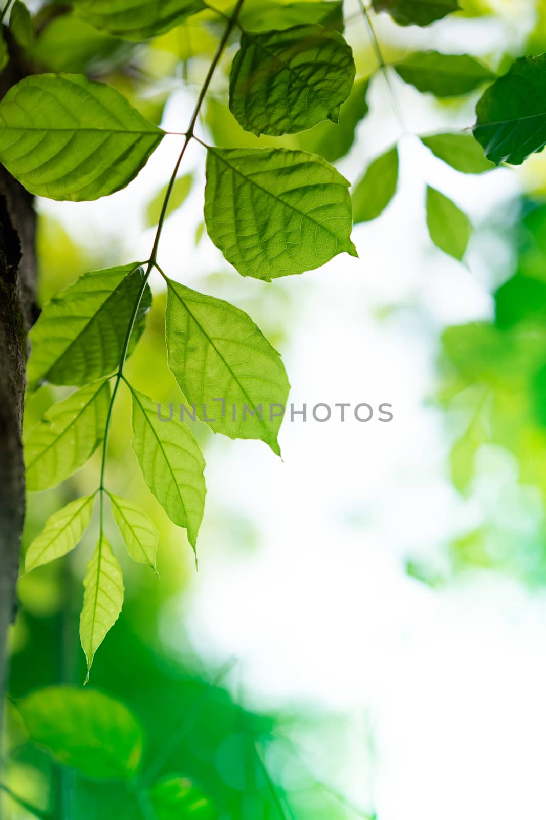 closeup green leaf with sunlight in the morning by domonite