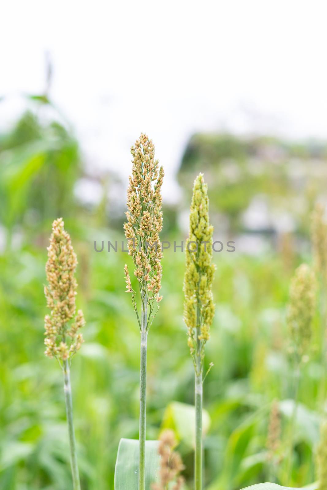 Millet or Sorghum in the field by domonite