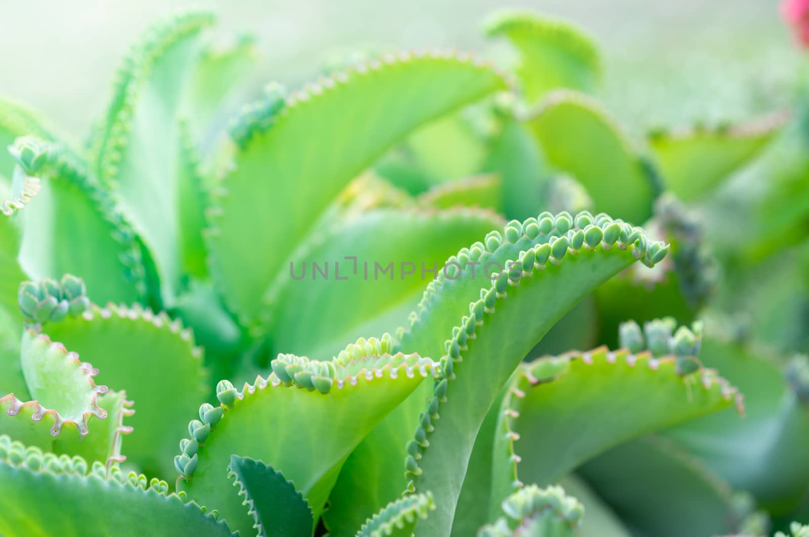 Close up of Kalanchoe pinnata plant by domonite