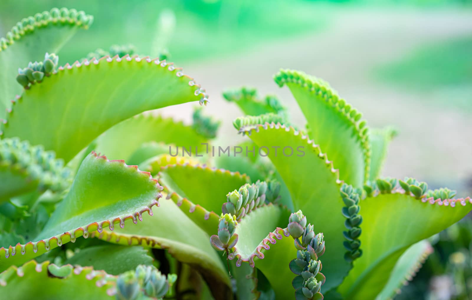 Close up of Kalanchoe pinnata plant by domonite