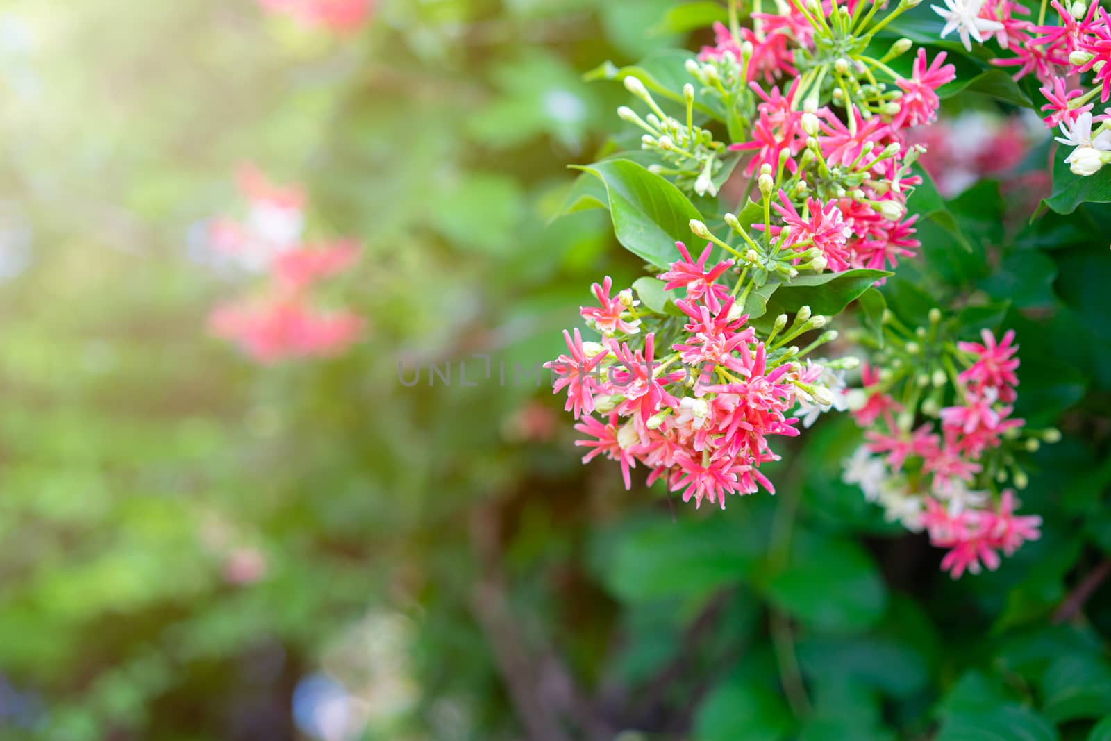 Pink and white Chinese honeysuckle with sunlight by domonite