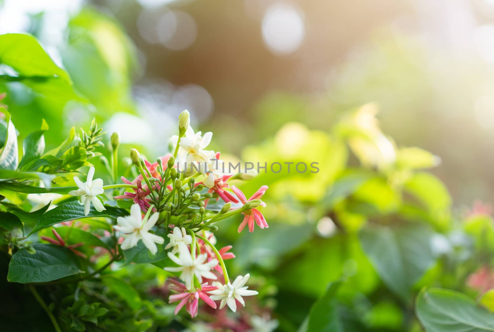 Pink and white Chinese honeysuckle with sunlight