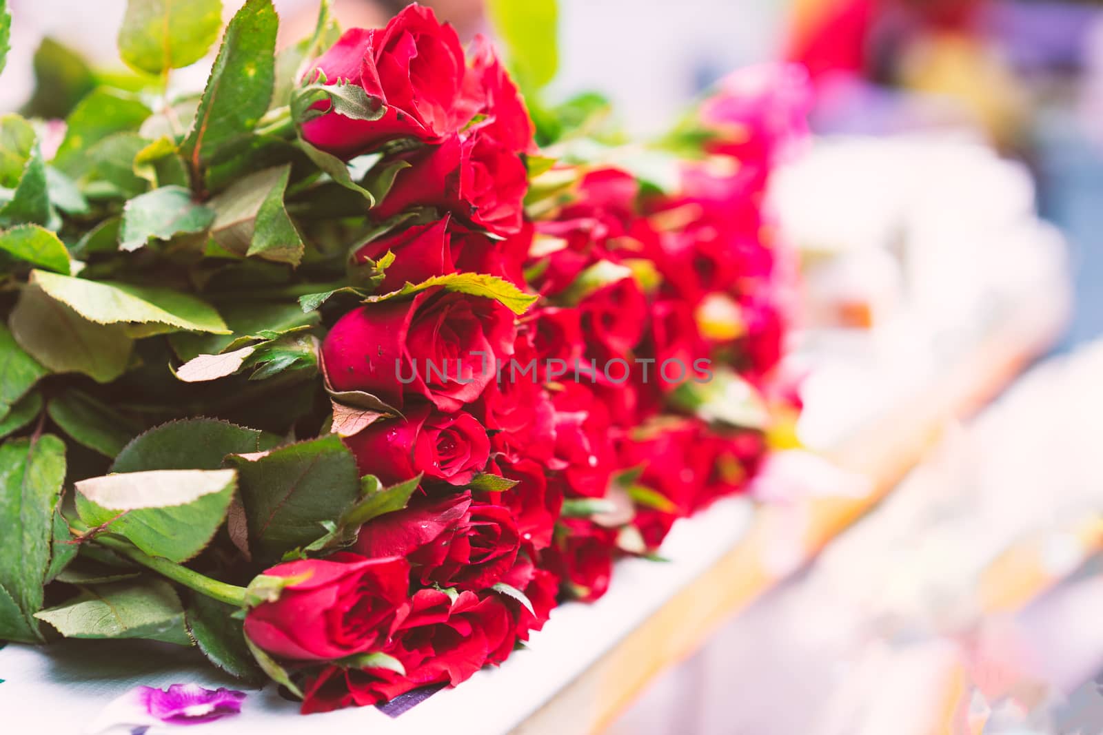 Close up of red rose pile for the day of love