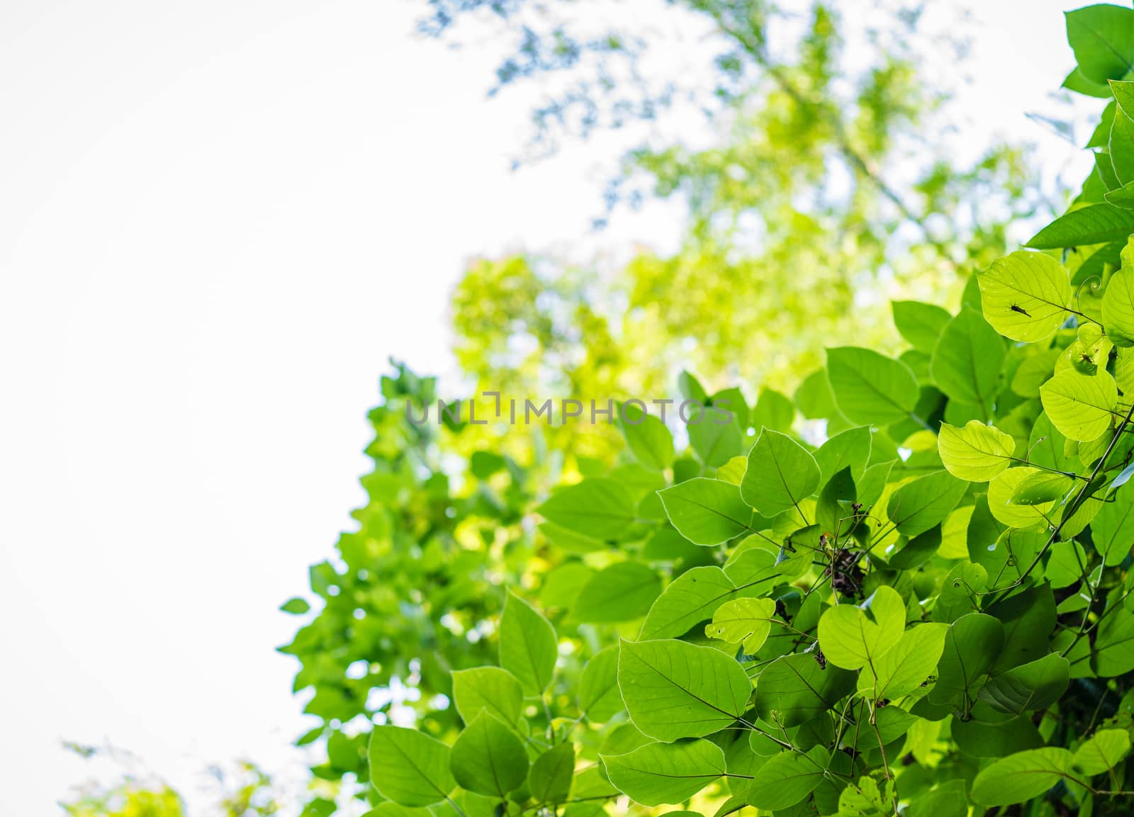 closeup green leaf with sunlight in the morning