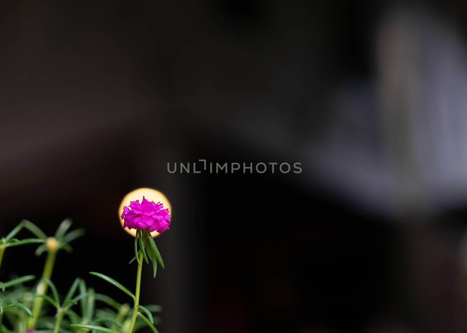 close up of Portulaca flower with lamp background