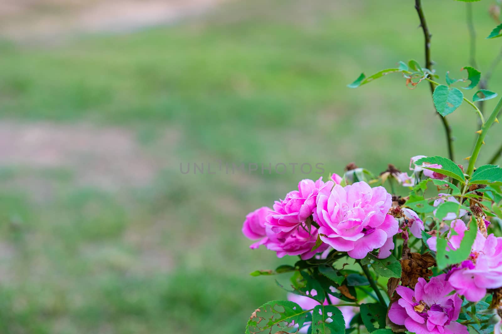 Close up of pink rose in the garden