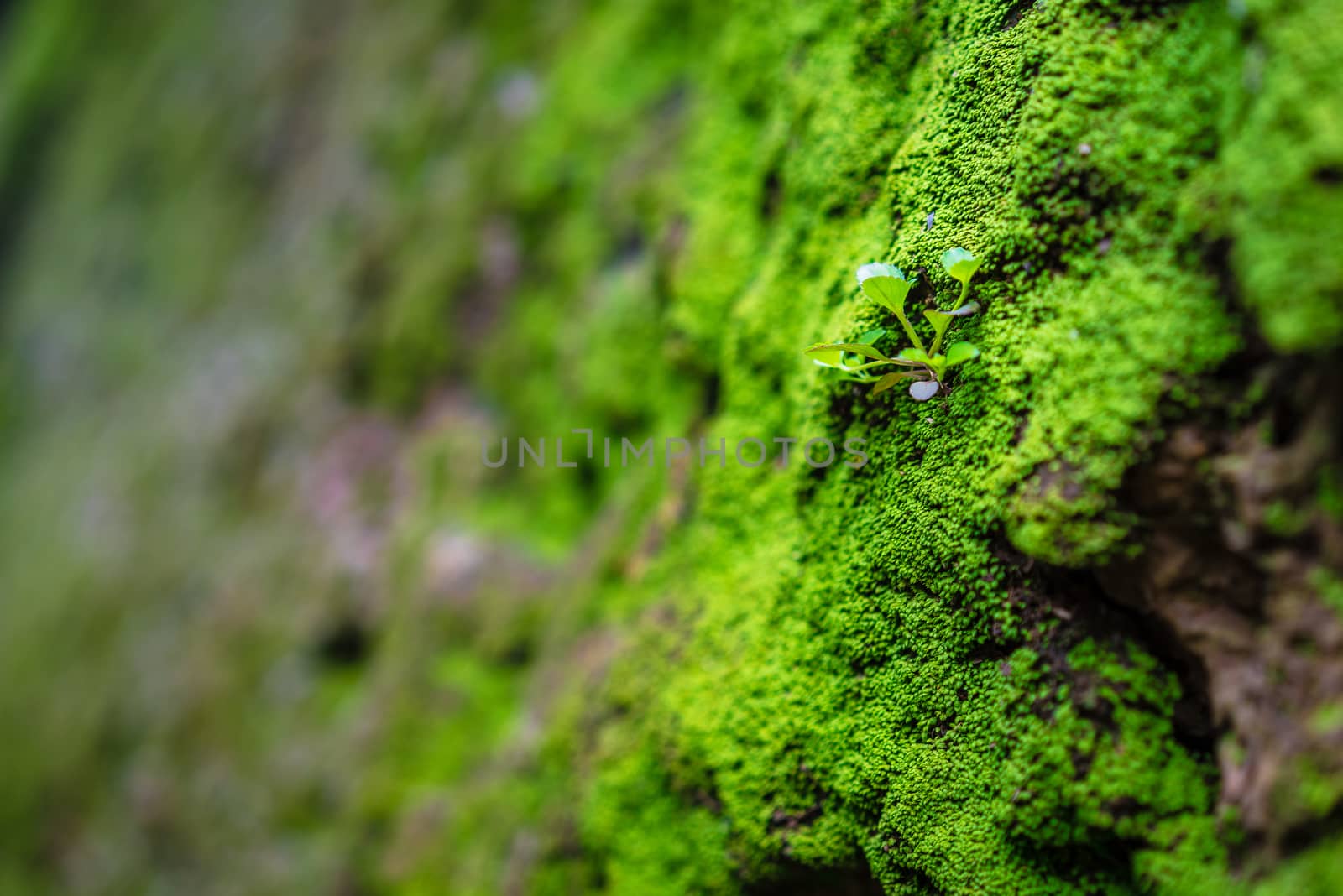 close up of the green grass and moss on rock wall