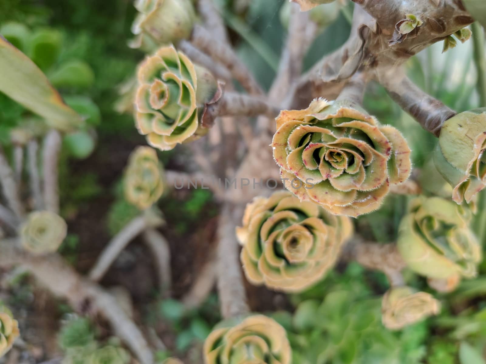 a strangr green plants in the forest by devoxer