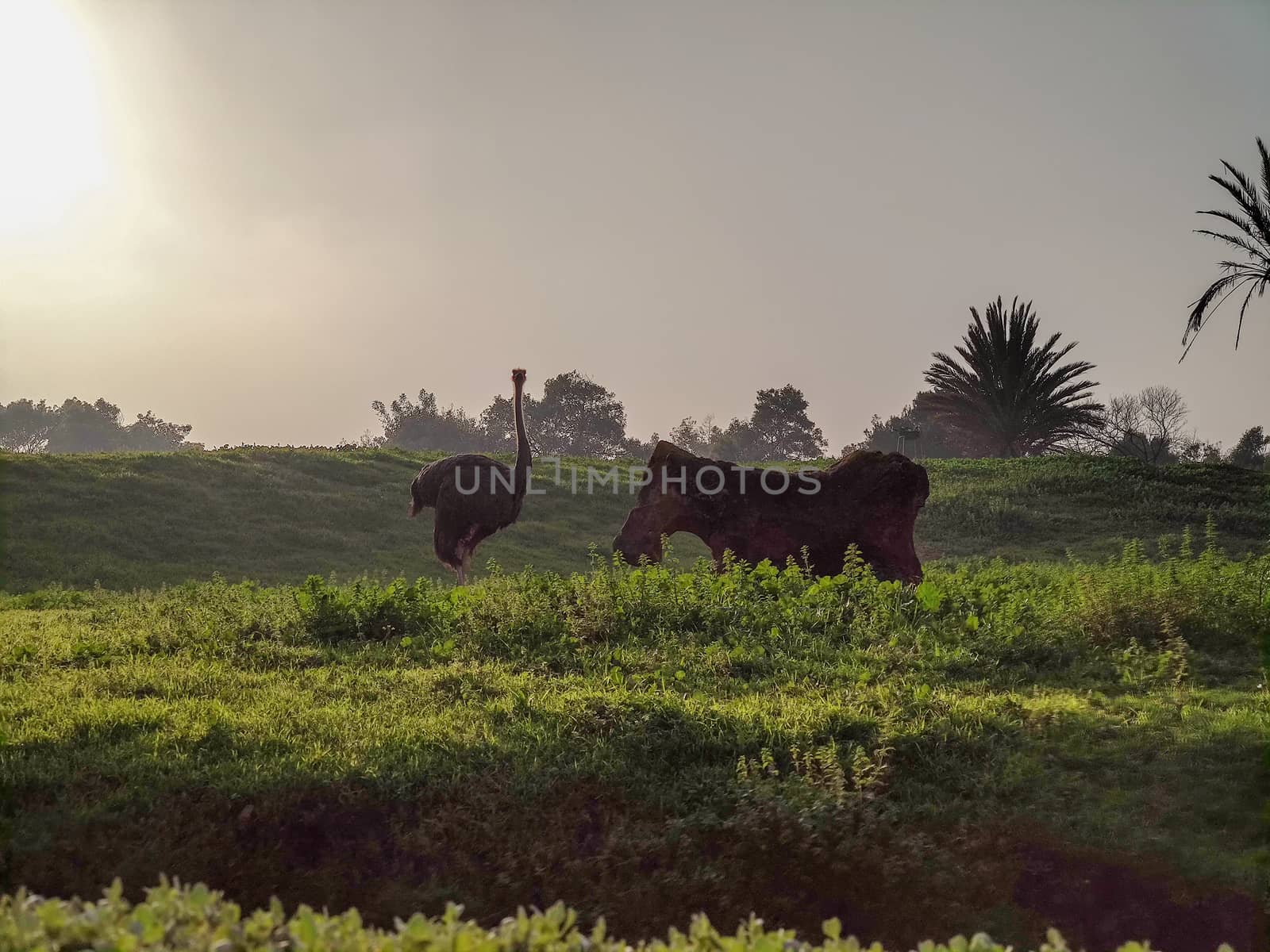 a beautiful ostrich in the zoo by devoxer