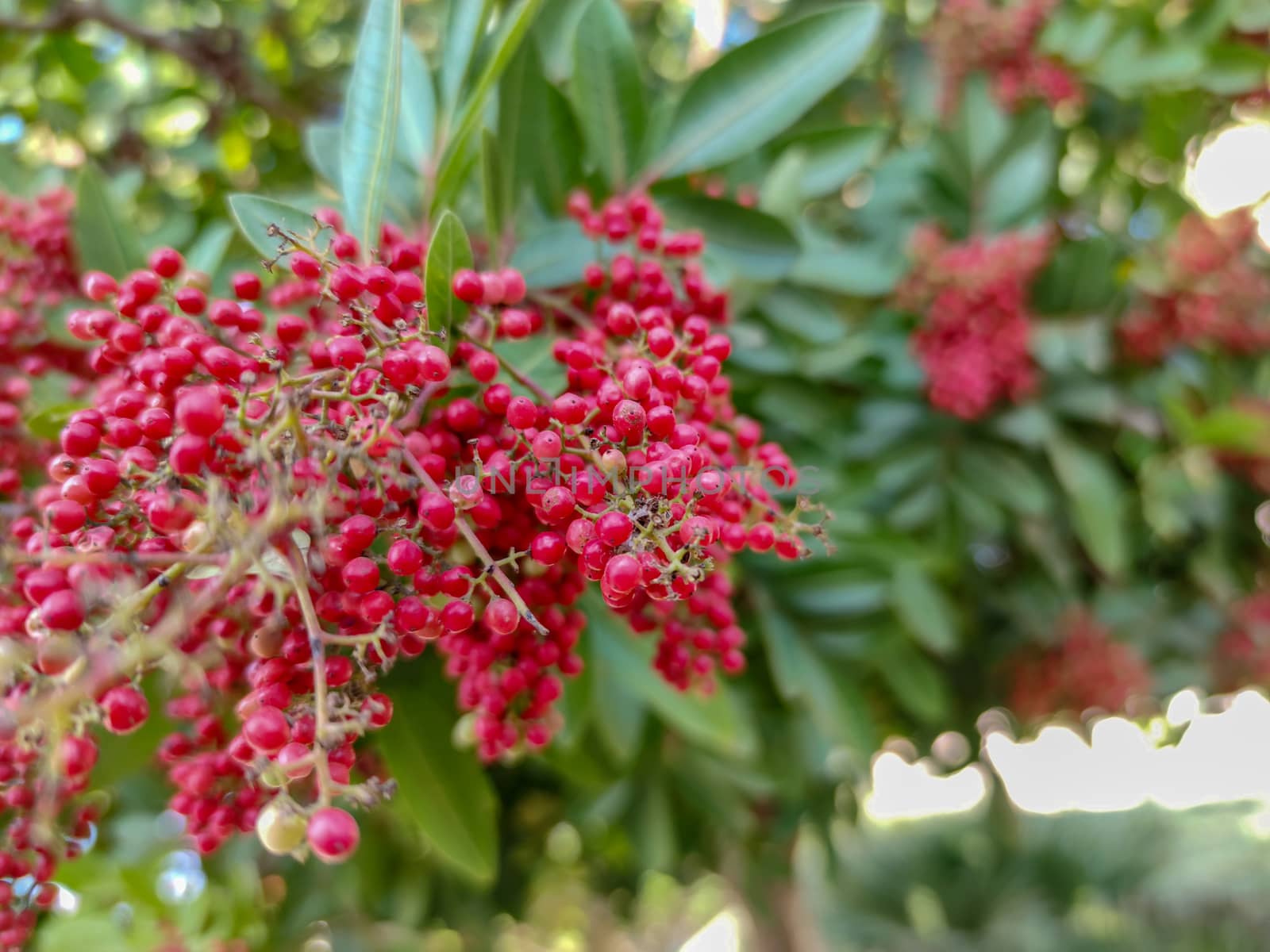 beautiful red plants in the forest