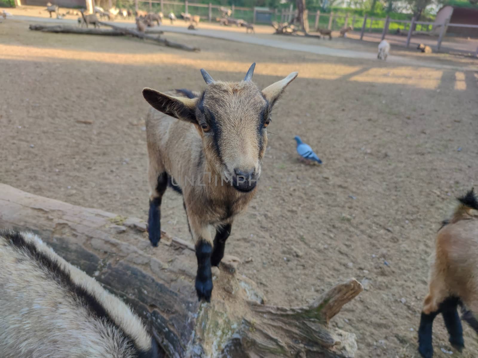a goat with two corns standing on a tree trunk