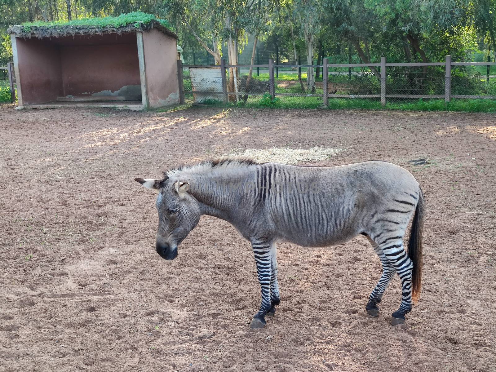 zebra standing in the stable