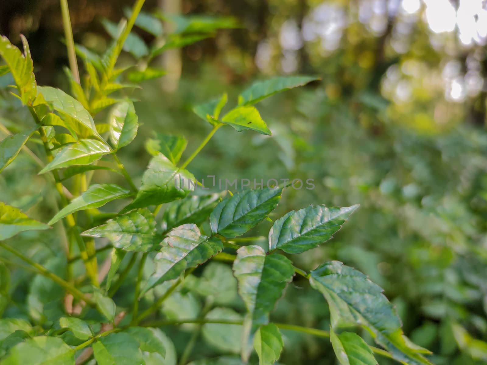 Green plants facing the sun