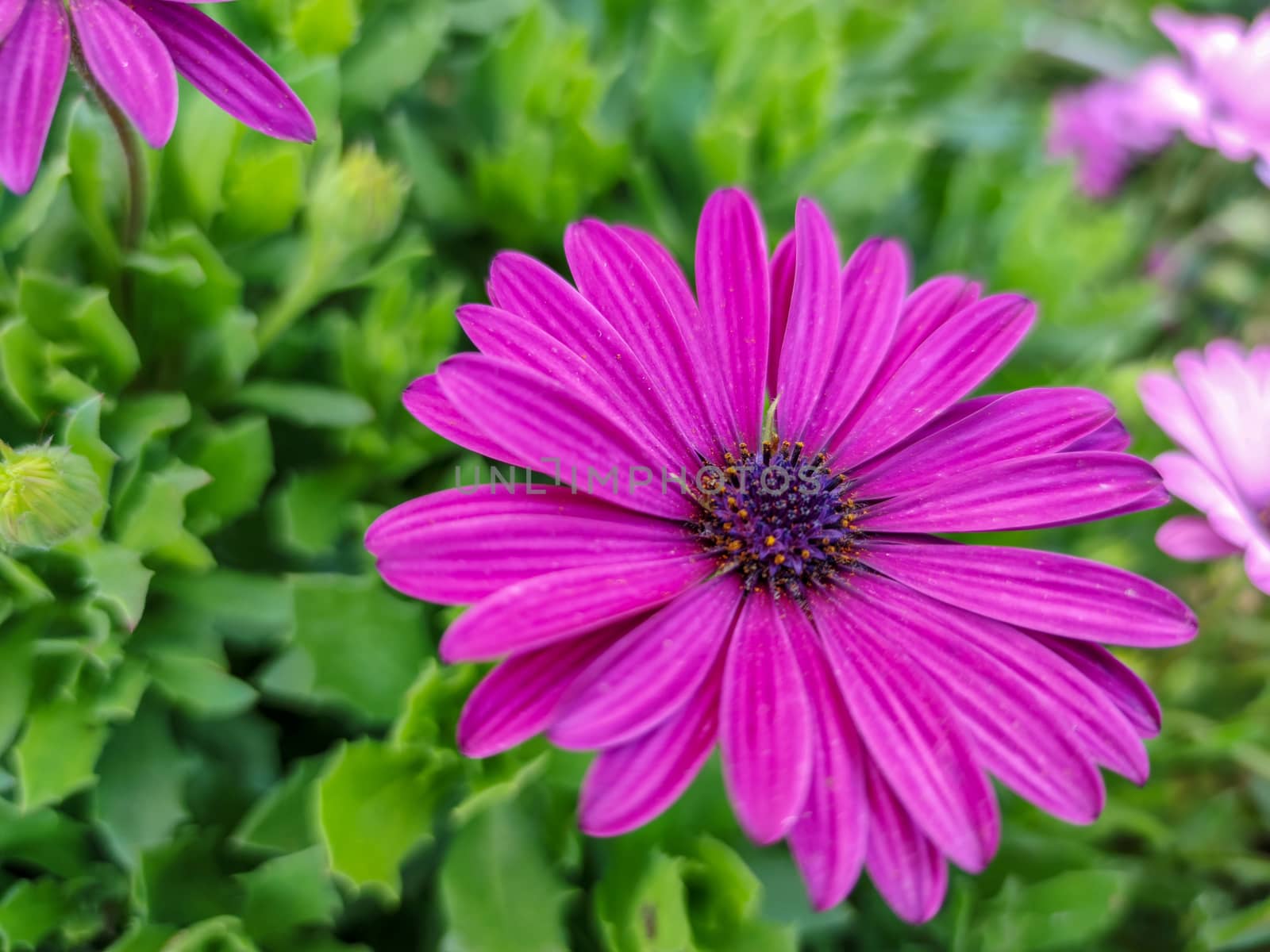 A beautiful purple flower next to green plants by devoxer