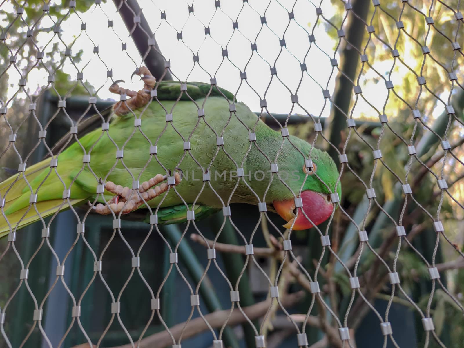 wonderful bird sitting in its cage