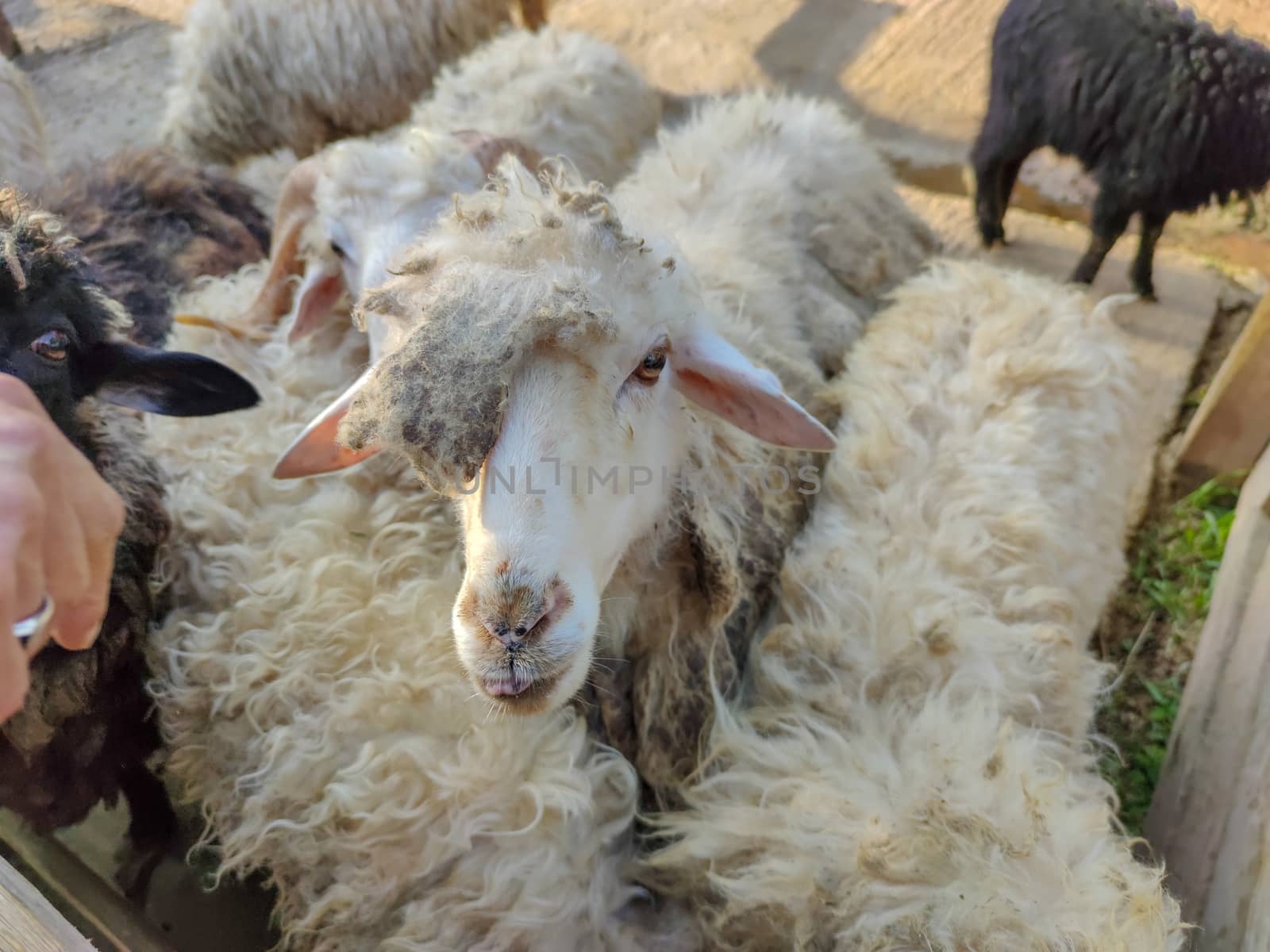 a group of white sheep in the fold by devoxer