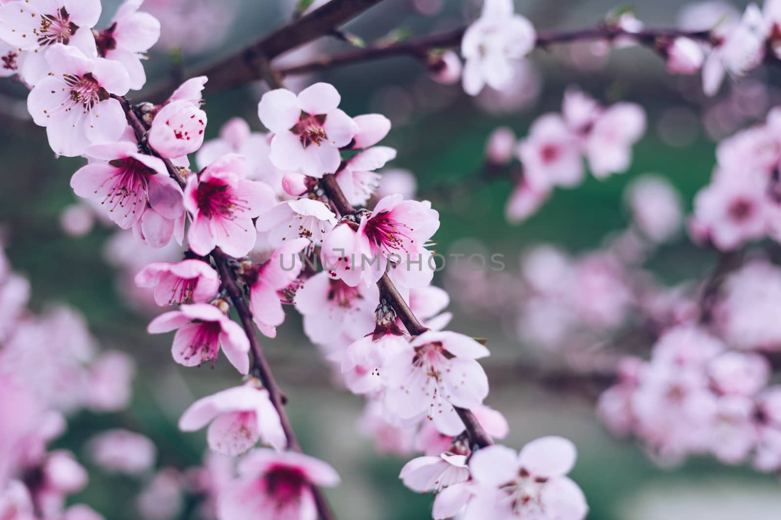 Spring border or background art with pink blossom. Beautiful nature scene with blooming tree and sun flare. Easter Sunny day. Spring flowers. Beautiful Orchard Abstract blurred background. Springtime.