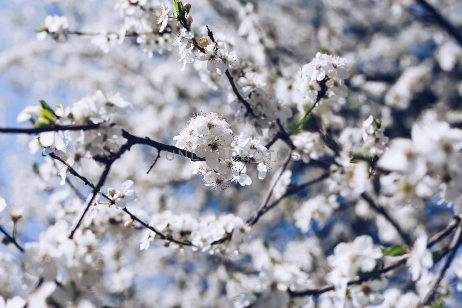 Flowering cherry against a blue sky. Cherry blossoms. Spring background. Blossoming cherry trees in spring. Spring Cherry blossoms, pink flowers.