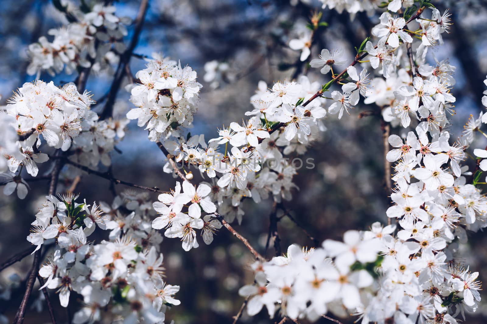 Flowering cherry against a blue sky. Cherry blossoms. Spring bac by DaLiu